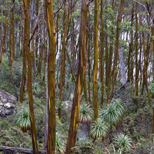 Eucalyptus subcrenulata