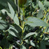 Eucalyptus pauciflora subsp. niphophila