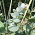 Eucalyptus perriniana