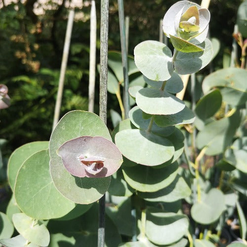 Eucalyptus perriniana