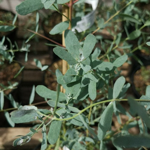 Eucalyptus gunnii France Bleu