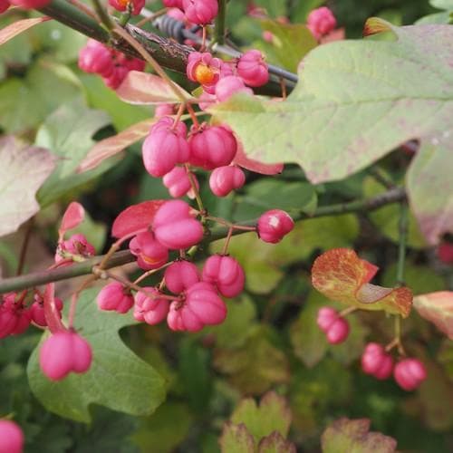 Euonymus europaeus - Spindle - Future Forests