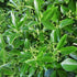 Euonymus japonicus