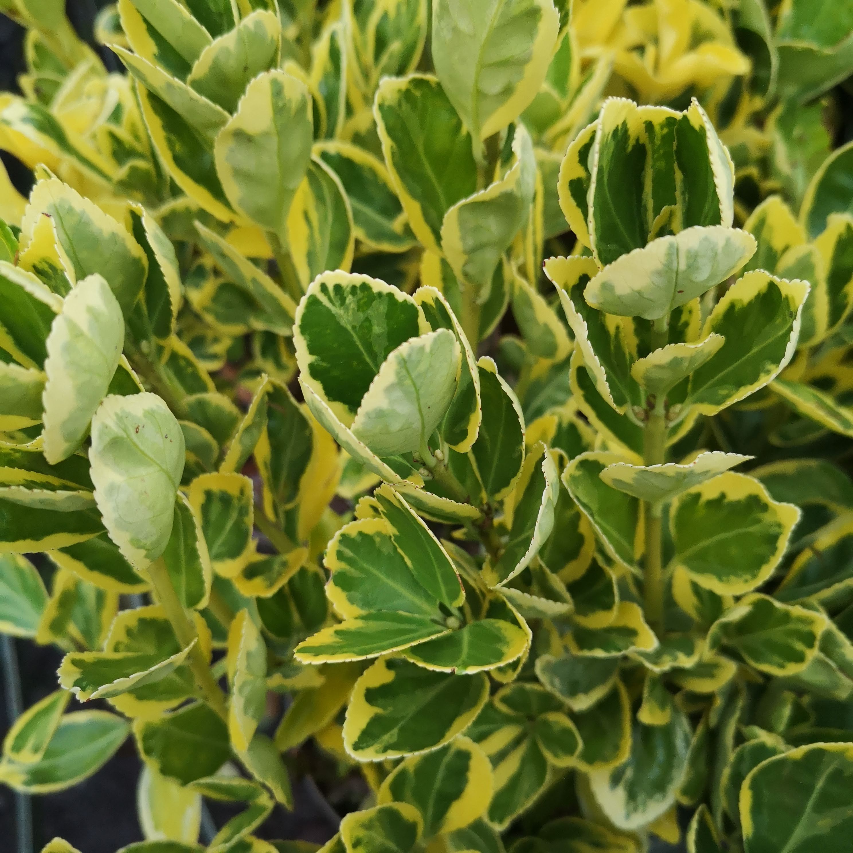 Euonymus japonicus Marieke (syn. Aureovariegatus, Ovatus Aureus)
