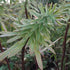 Euphorbia x martini Ascot Rainbow - Future Forests
