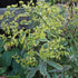 Euphorbia x martini Ascot Rainbow - Future Forests