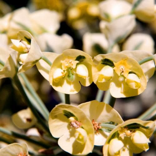 Euphorbia characias Tasmanian Tiger PBR