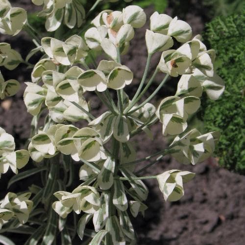 Euphorbia characias Tasmanian Tiger PBR