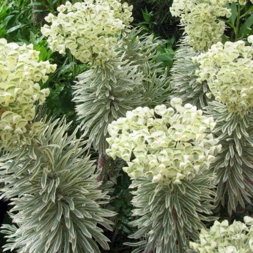 Euphorbia characias Tasmanian Tiger PBR
