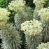 Euphorbia characias Tasmanian Tiger PBR