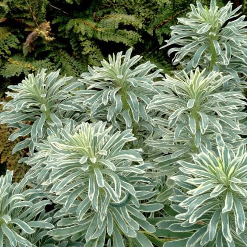Euphorbia characias Tasmanian Tiger PBR