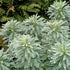 Euphorbia characias Tasmanian Tiger PBR