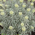 Euphorbia characias Tasmanian Tiger PBR
