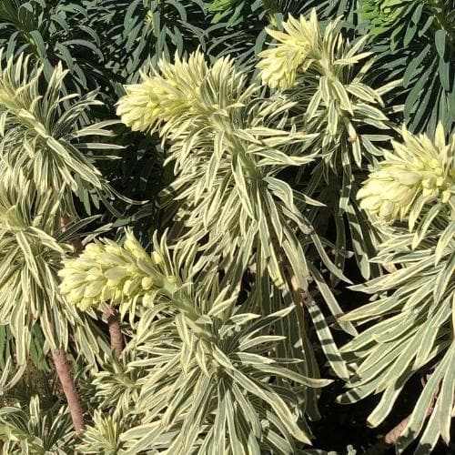 Euphorbia characias Tasmanian Tiger PBR