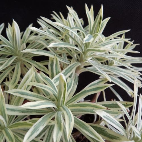 Euphorbia characias Tasmanian Tiger PBR
