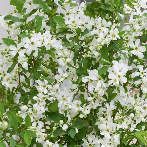 Exochorda racemosa Blushing Pearl