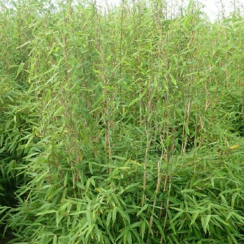 Fargesia Obelisk (F. murieliae x F. nitida)