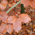 Fagus sylvatica - Green Beech - Future Forests