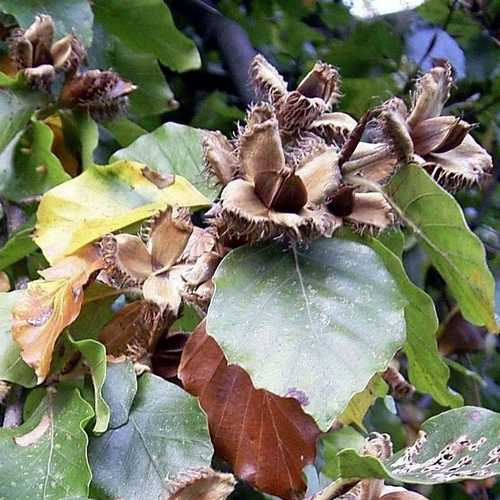 Fagus sylvatica - Green Beech - Future Forests