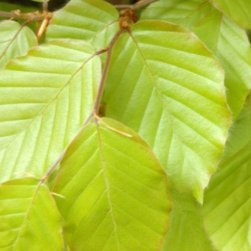 Fagus sylvatica - Green Beech - Future Forests