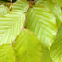 Fagus sylvatica - Green Beech - Future Forests