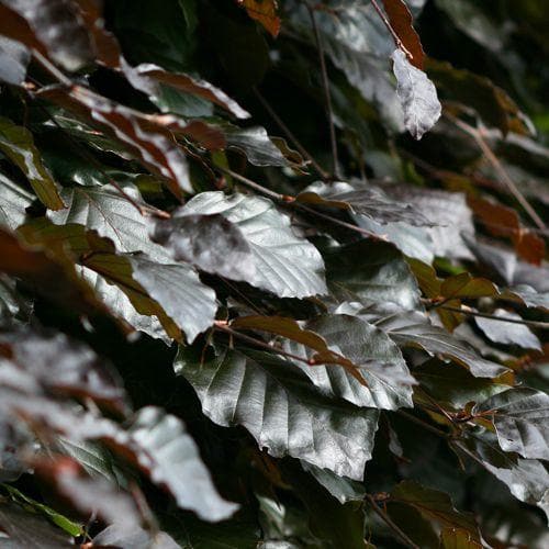 Fagus sylvatica Atropunicea - Copper Beech - Future Forests