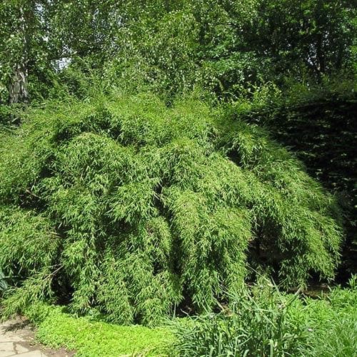 Fargesia murielae Lava