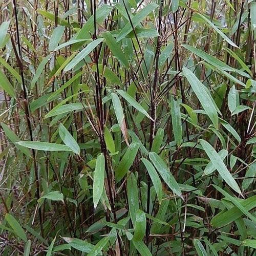 Fargesia nitida Blackpearl - Future Forests