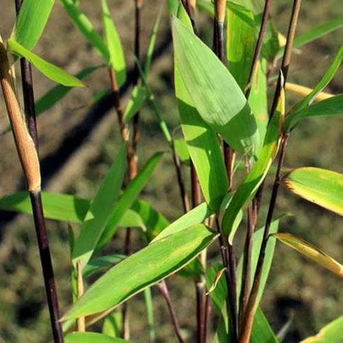 Fargesia nitida Blackpearl - Future Forests