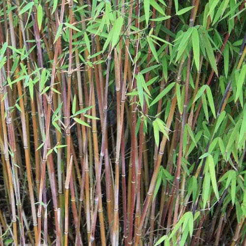 Fargesia nitida Jiuzhaigou - Future Forests