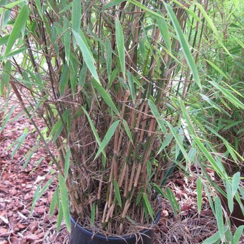 Fargesia nitida Winter Joy - Future Forests