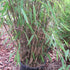 Fargesia nitida Winter Joy - Future Forests