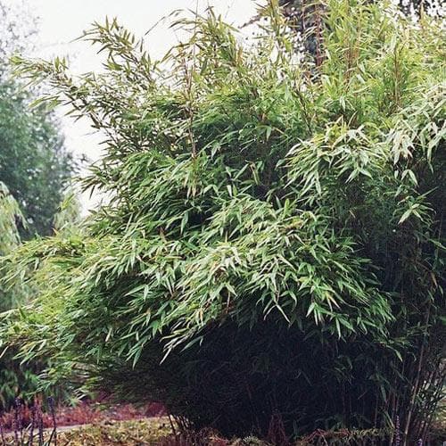 Fargesia nitida Winter Joy - Future Forests