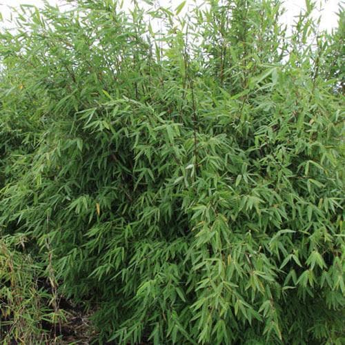 Fargesia nitida Winter Joy - Future Forests