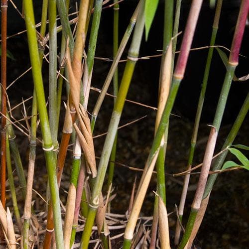 Fargesia nitida Winter Joy - Future Forests