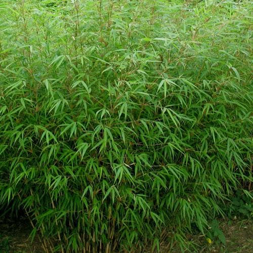 Fargesia rufa - Future Forests