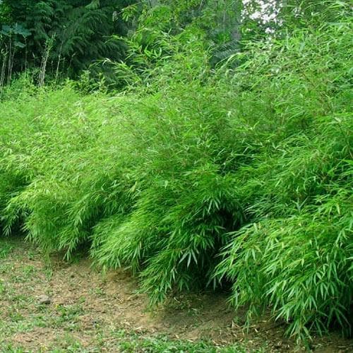 Fargesia rufa - Future Forests