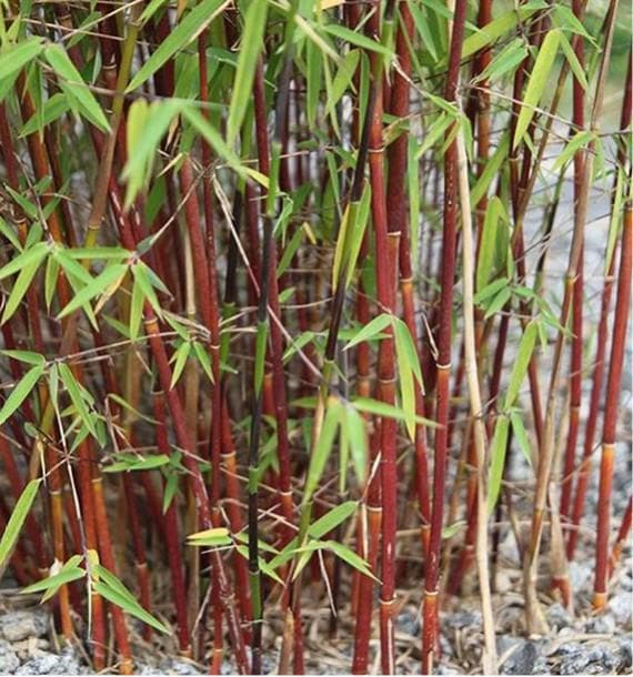 Fargesia scabrida Asian Wonder - Future Forests