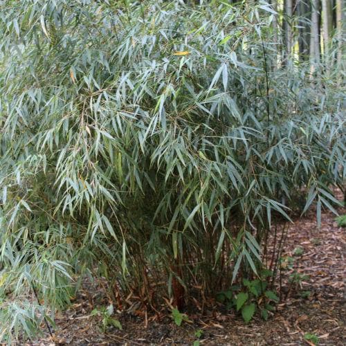 Fargesia scabrida Asian Wonder - Future Forests