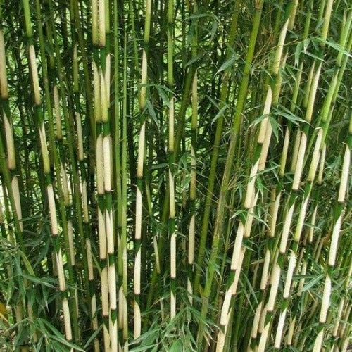 Fargesia robusta Pingwu