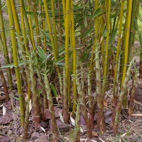 Fargesia robusta Campbell