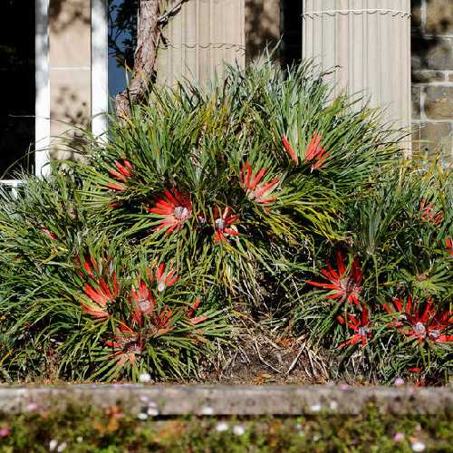 Fascicularia bicolor - Future Forests