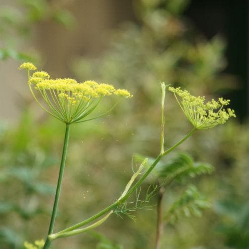 Fennel, green - Future Forests