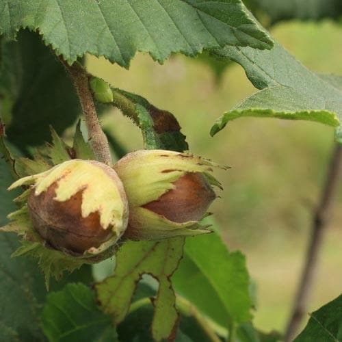 Filbert Hall’s Giant - Future Forests