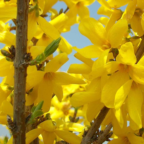 Forsythia x intermedia Weekend