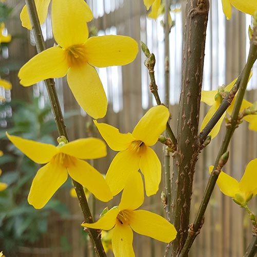 Forsythia x intermedia Weekend