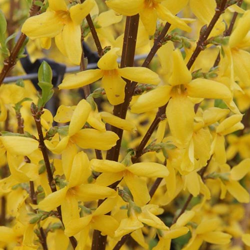 Forsythia x intermedia Weekend