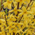 Forsythia x intermedia Weekend