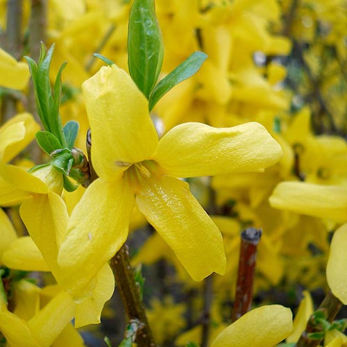 Forsythia x intermedia Weekend