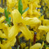 Forsythia x intermedia Weekend